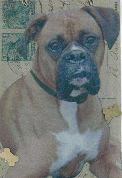Boxer (face, fawn)